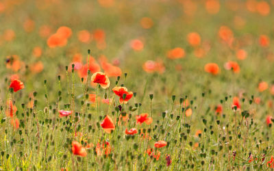 Close-up of poppy flowers on field