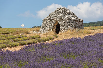 View of lavender on field against sky