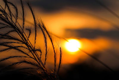 Close-up of silhouette plants against sunset