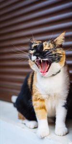 Close-up of cat yawning