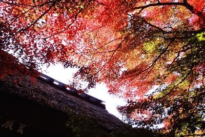 Low angle view of trees against sky