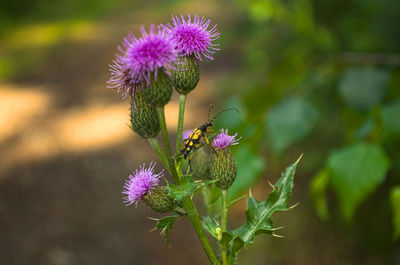 Close-up of pink thistle flower
