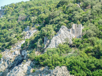 Trees growing on rock