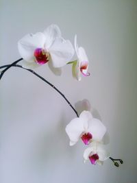 Close-up of fresh pink flowers in spring