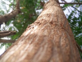 Low angle view of tree trunk in forest