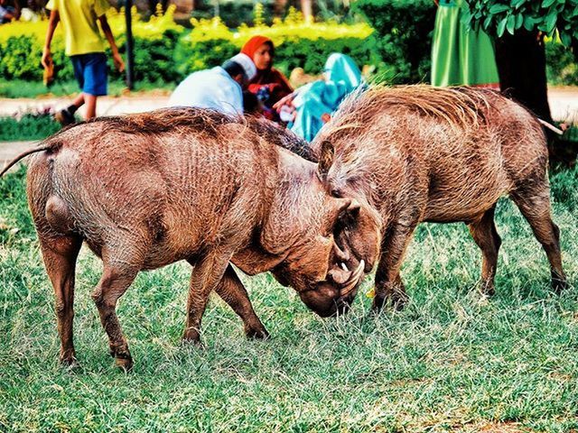 animal themes, mammal, grass, two animals, field, togetherness, domestic animals, livestock, standing, full length, brown, three animals, herbivorous, side view, animals in the wild, grassy, day, focus on foreground, outdoors, nature