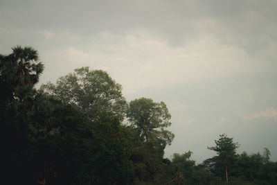 Low angle view of trees against sky