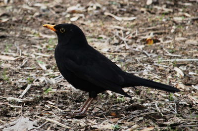 Close-up of bird perching on field