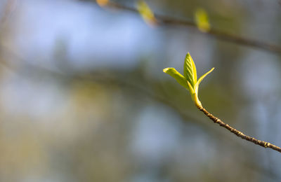 Close-up of flower buds growing outdoors