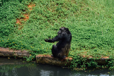 Monkey sitting on tree by lake