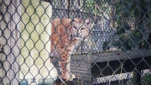 Portrait of cat seen through chainlink fence at zoo
