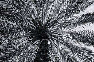 Low angle view of palm tree against sky