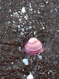 High angle view of seashell on beach