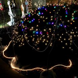 Close-up of christmas tree