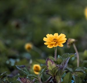 Close-up of yellow flowers blooming outdoors