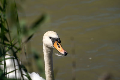 Swan floating on lake