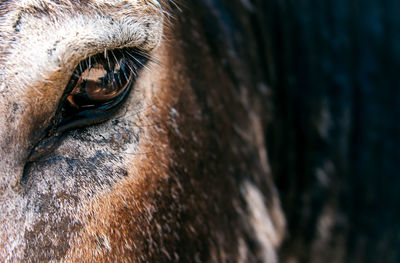 Close-up of horse eye