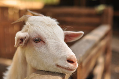 Close-up of cow in pen