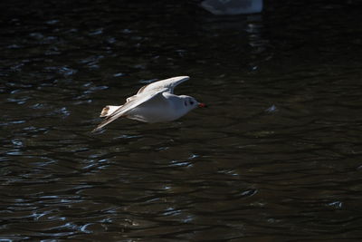 Seagull swimming in lake