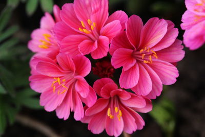 Close-up of pink flowering plant in park