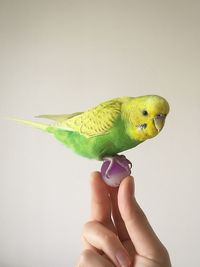 Cropped image of hand holding bird