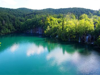 Scenic view of lake in forest