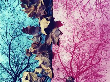 Low angle view of bare trees