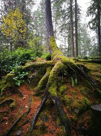 Trees growing in forest