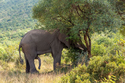 Side view of elephant in forest