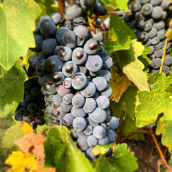 Close-up of grapes growing in vineyard