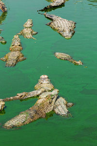 High angle view of crocodiles swimming in lake