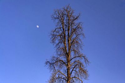 Low angle view of tree against clear blue sky