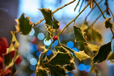 Close-up of berry on holly branch