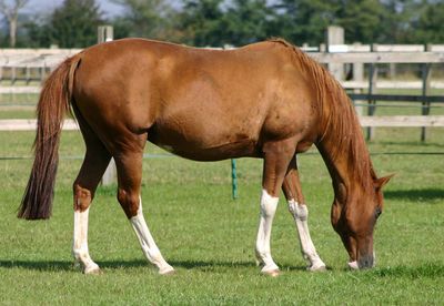 Horses grazing on grassy field