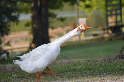 White geese on field