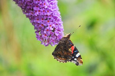 Close-up of butterfly on pink flower