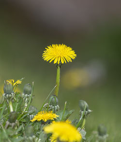 Close-up of yellow dandelion flower