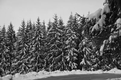 Pine trees on snow covered land against sky