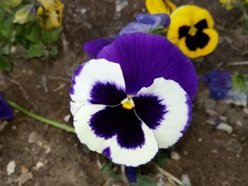 High angle view of purple flowering plant on field