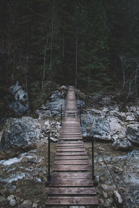 Boardwalk in forest