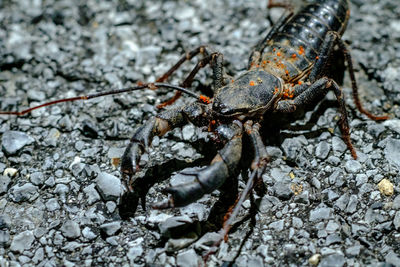 Close-up of scorpion on rock