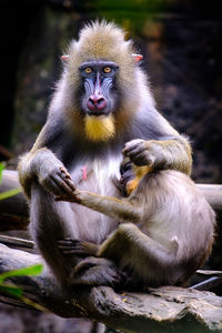 Portrait of mandrill with infant relaxing on wood