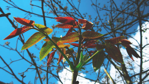 Low angle view of flowering plant against blue sky