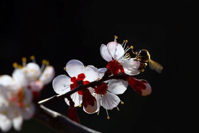 Close-up of pink flowers