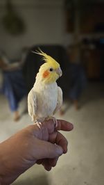 animal