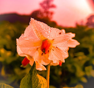 Close-up of wet orange rose flower