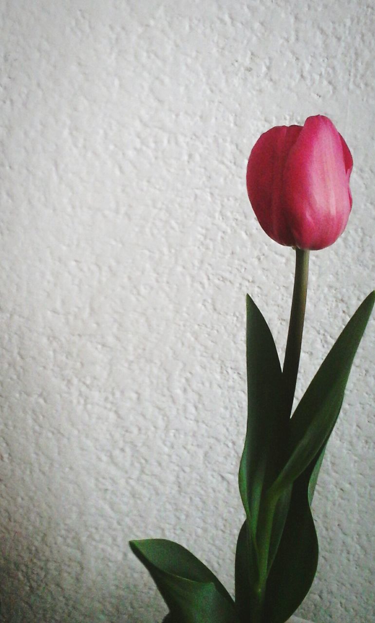 flower, petal, freshness, fragility, flower head, growth, leaf, plant, beauty in nature, red, close-up, nature, single flower, stem, blooming, tulip, wall - building feature, pink color, rose - flower, in bloom