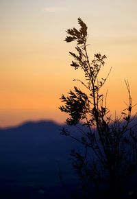 Close-up of silhouette plant against sky during sunset