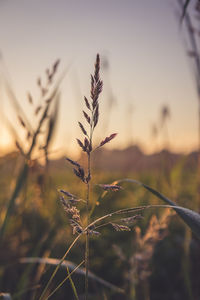 Close-up of plant against blurred background