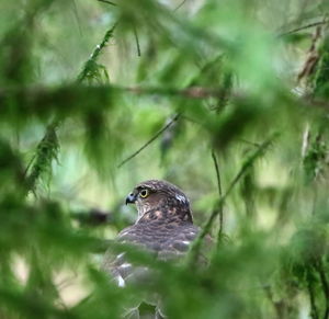 Close-up of bird perching on a tree